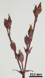 Hypericum involutum inflorescence.
 © Landcare Research 2010 